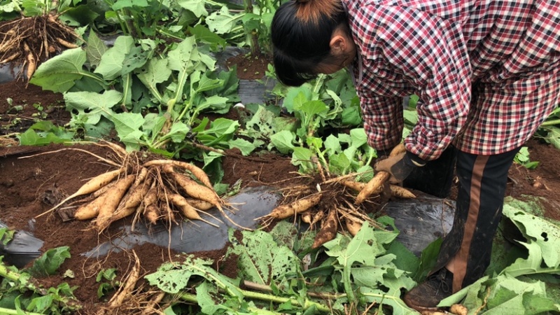 云南天山雪莲果现挖红土黄心气柱抖音电商社区团购一件代发