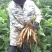 云南天山雪莲果现挖红土黄心气柱抖音电商社区团购一件代发