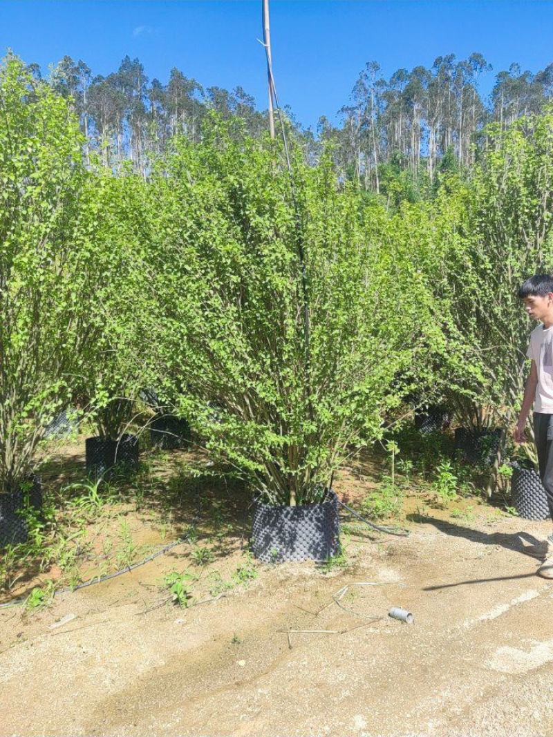 木槿、木棉、荆条、朝开暮落花、喇叭花