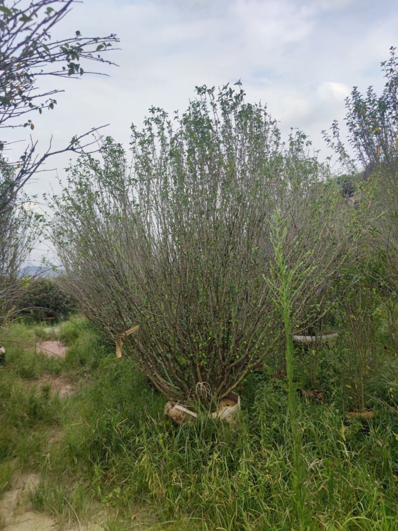 木槿、木棉、荆条、朝开暮落花、喇叭花