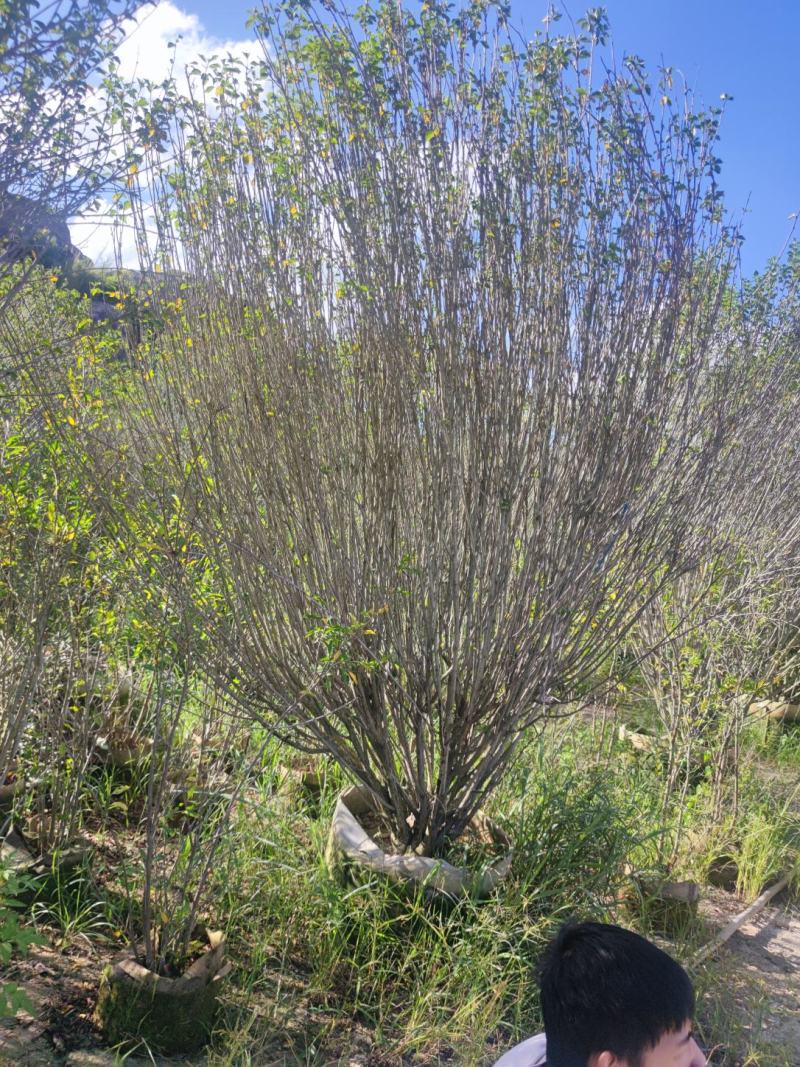 木槿、木棉、荆条、朝开暮落花、喇叭花