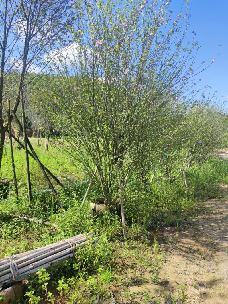 木槿、木棉、荆条、朝开暮落花、喇叭花
