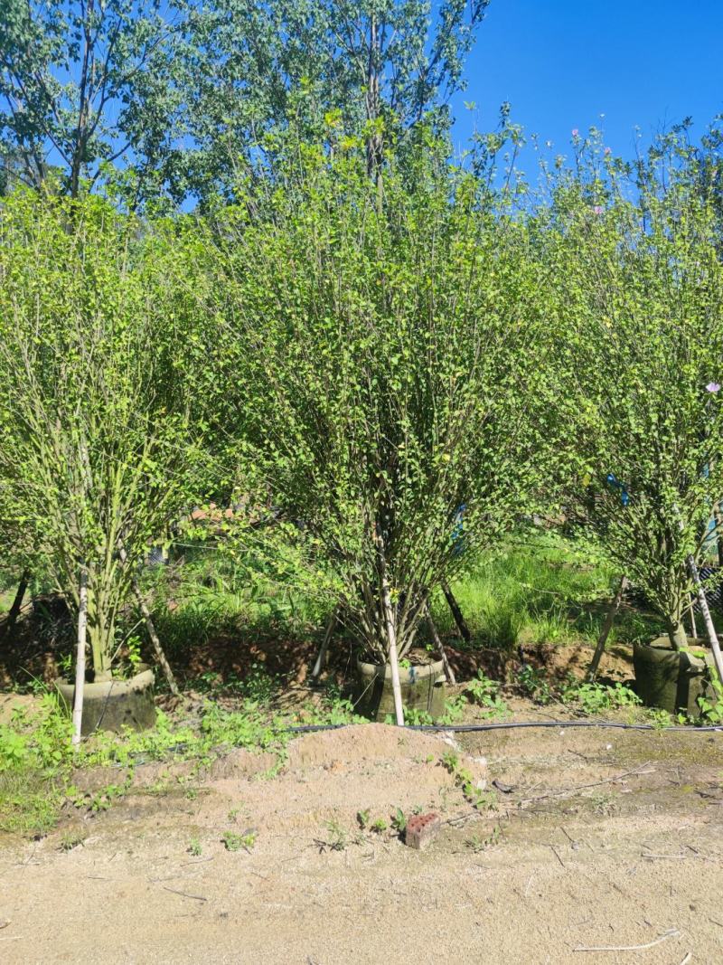 木槿、木棉、荆条、朝开暮落花、喇叭花