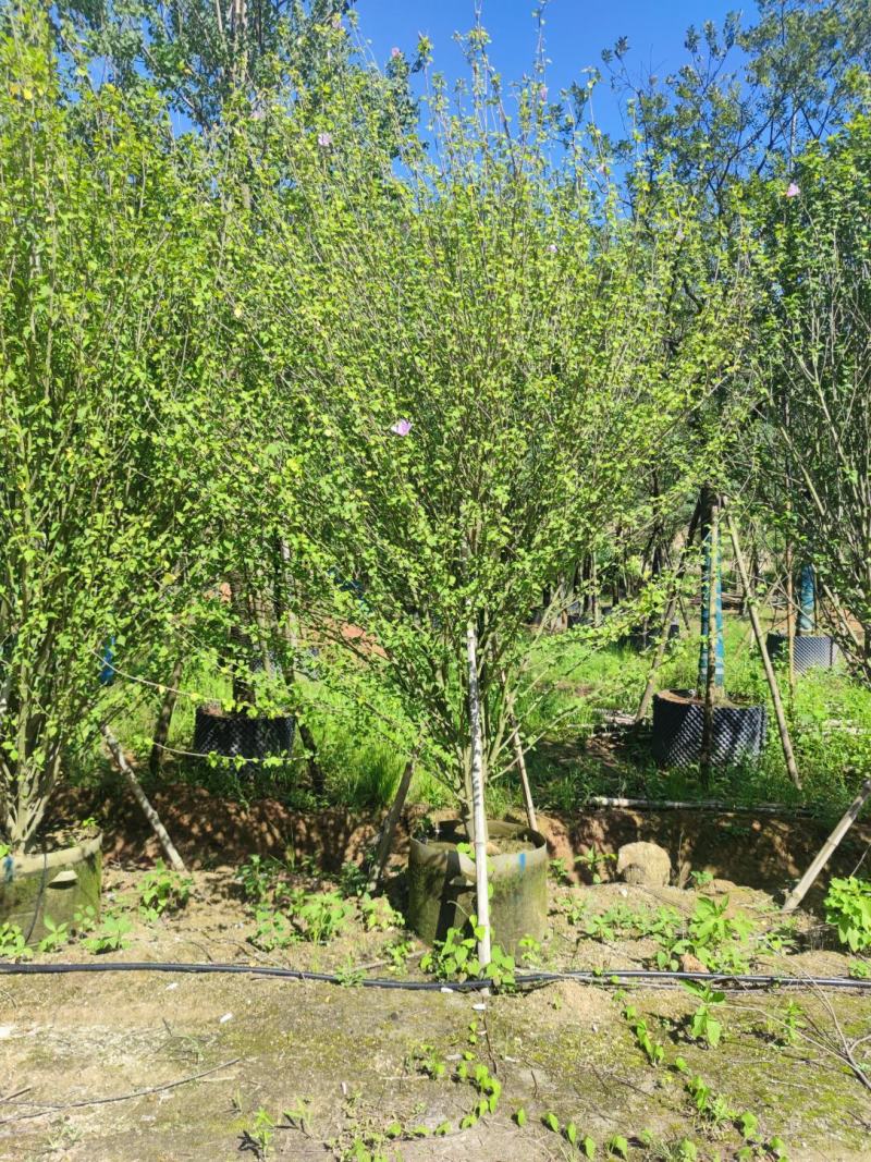 木槿、木棉、荆条、朝开暮落花、喇叭花