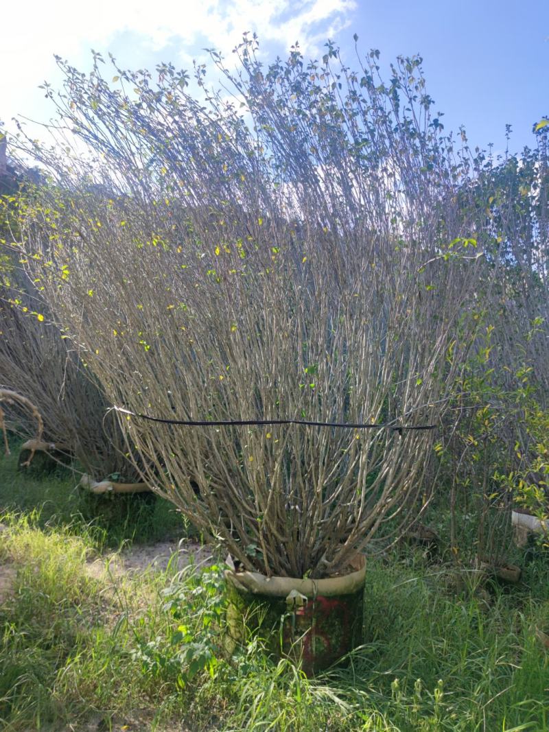 木槿、木棉、荆条、朝开暮落花、喇叭花