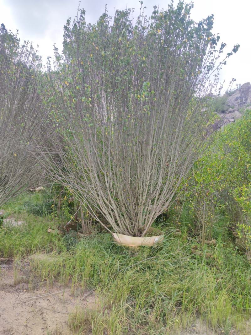 木槿、木棉、荆条、朝开暮落花、喇叭花