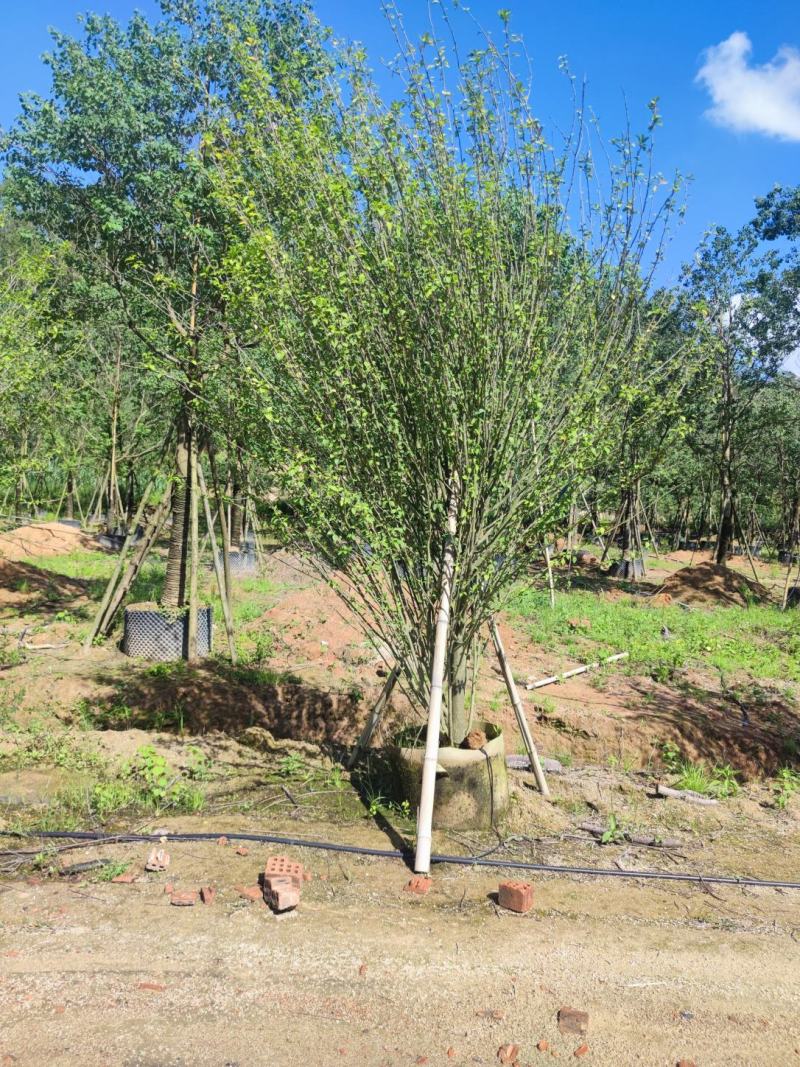 木槿、木棉、荆条、朝开暮落花、喇叭花