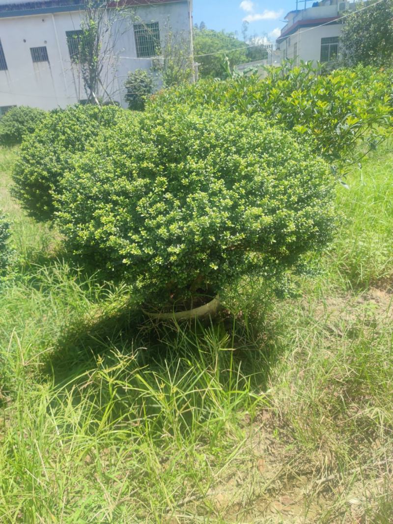 龟甲冬青、豆瓣冬青、场地直销大量供应欢迎咨询