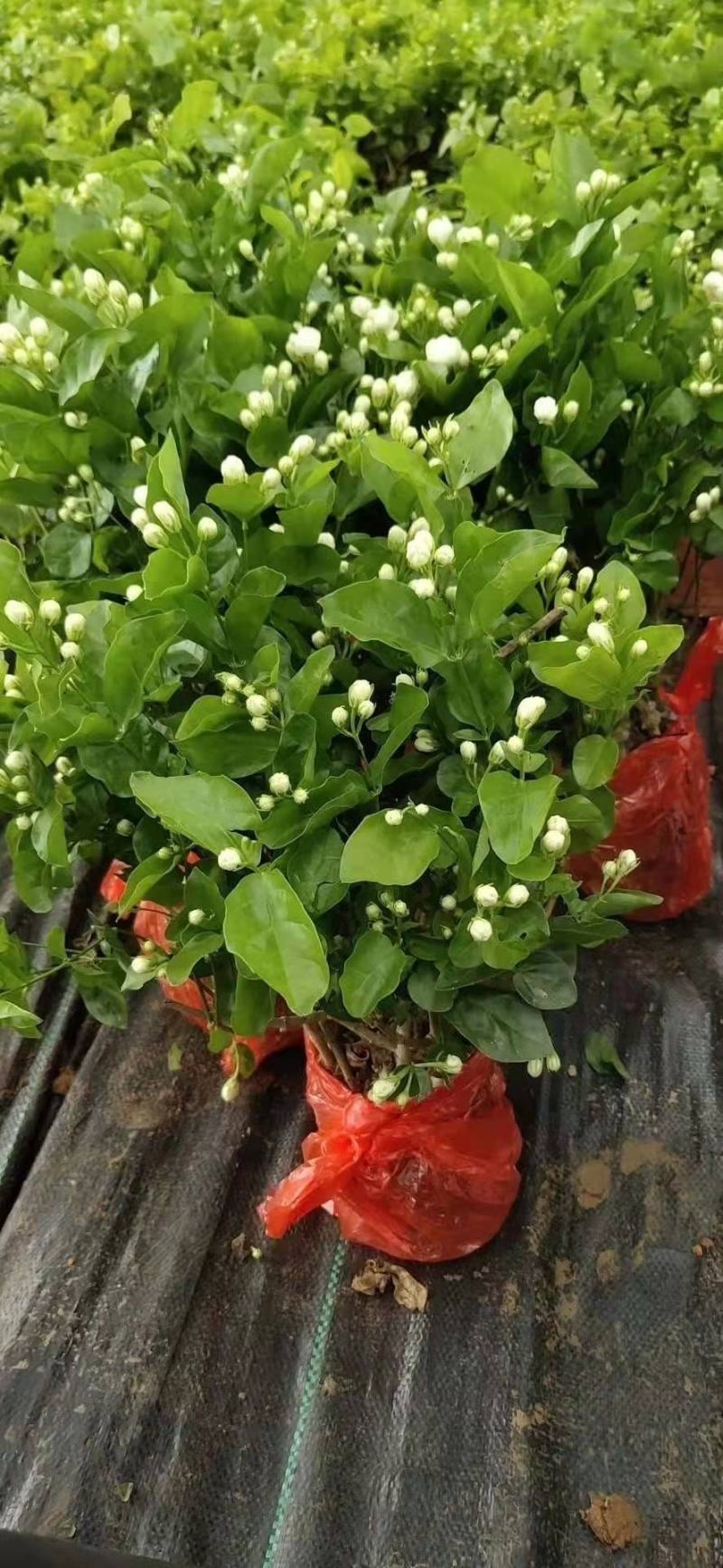 茉莉窝苗杯苗，基地直发，花朵可泡茶，浓香型