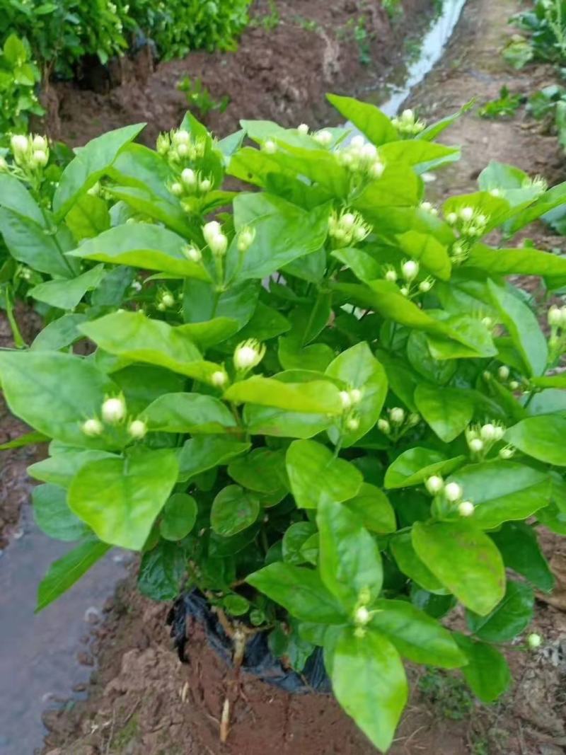 茉莉窝苗杯苗，基地直发，花朵可泡茶，浓香型