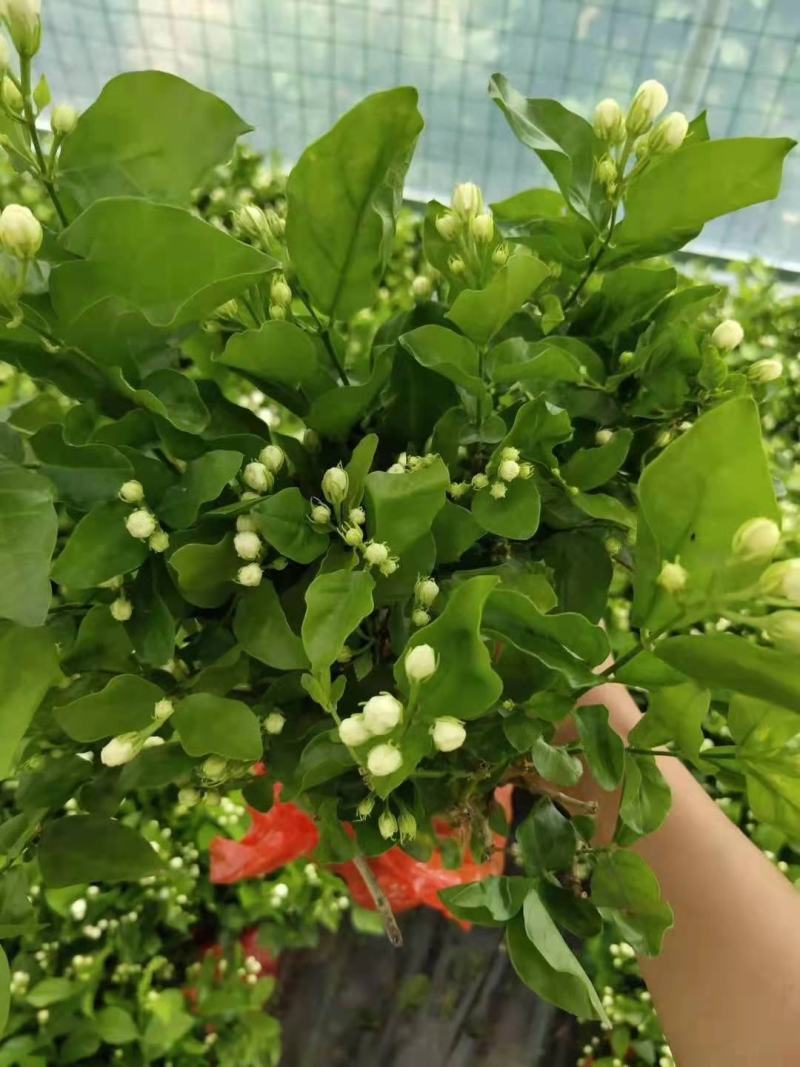 茉莉窝苗杯苗，基地直发，花朵可泡茶，浓香型
