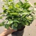 茉莉窝苗杯苗，基地直发，花朵可泡茶，浓香型