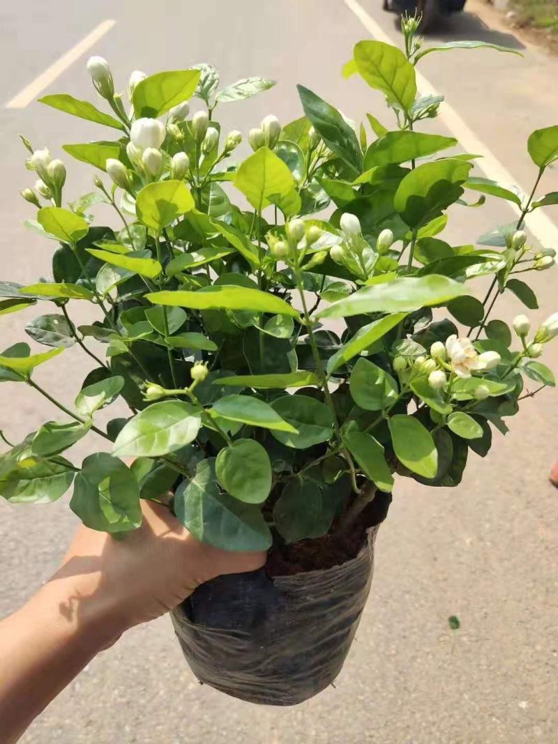 茉莉窝苗杯苗，基地直发，花朵可泡茶，浓香型