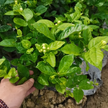 茉莉窝苗杯苗，基地直发，花朵可泡茶，浓香型
