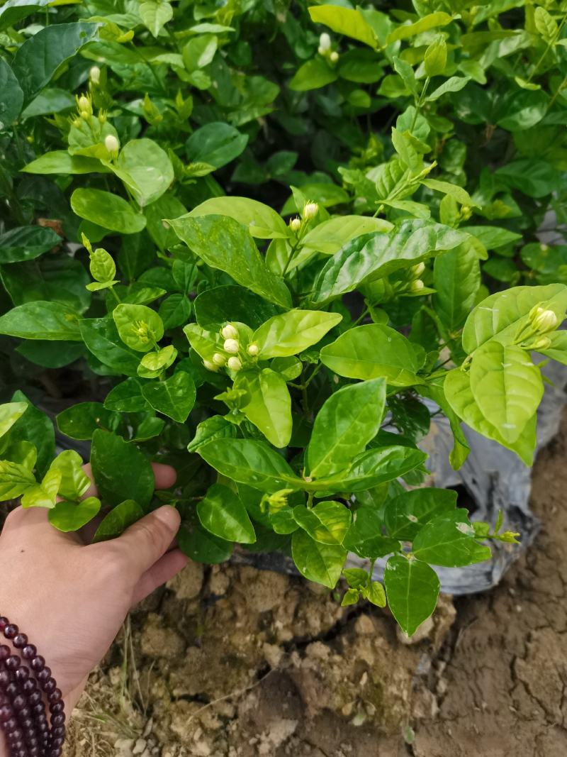 茉莉窝苗杯苗，基地直发，花朵可泡茶，浓香型