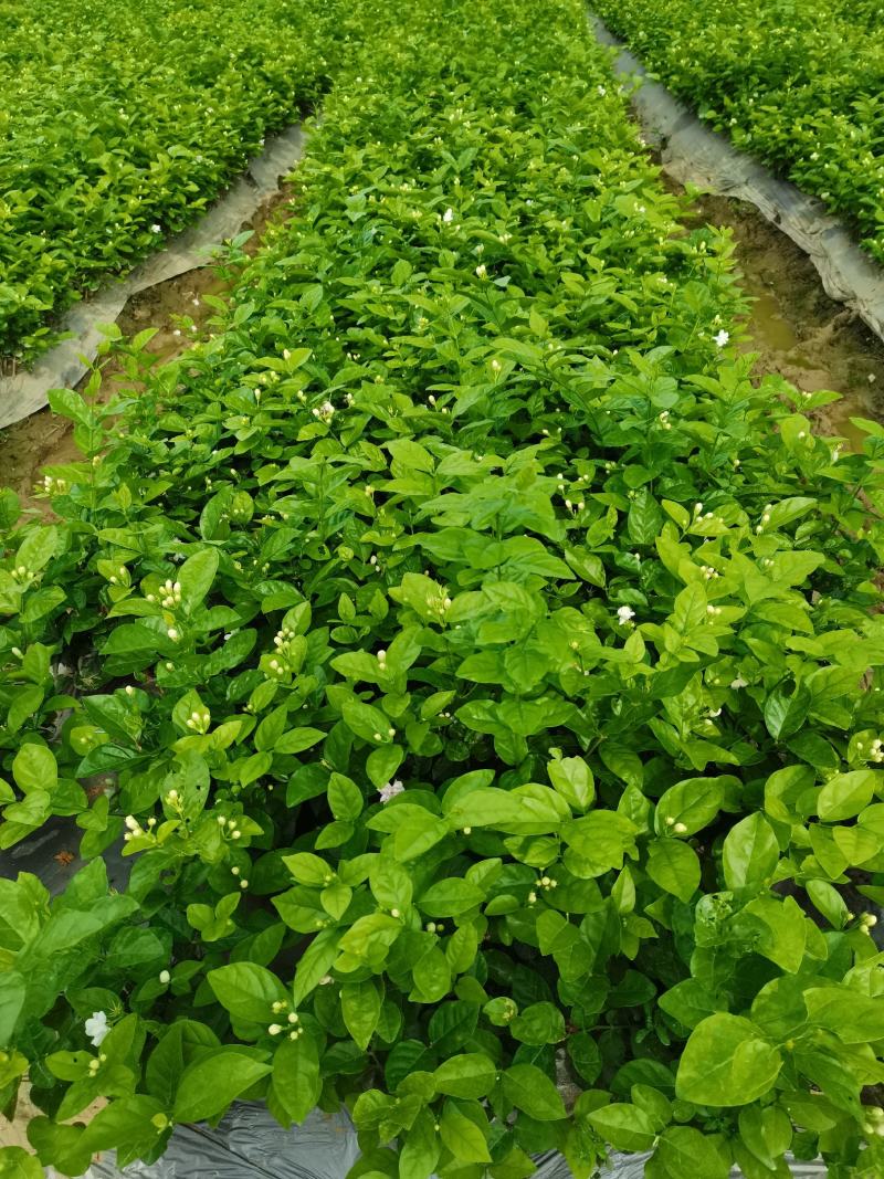 茉莉窝苗杯苗，基地直发，花朵可泡茶，浓香型