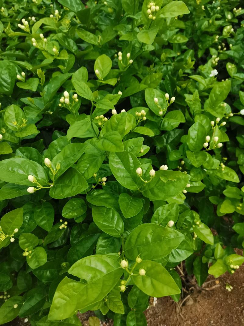 茉莉窝苗杯苗，基地直发，花朵可泡茶，浓香型