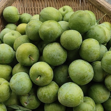 青脆李大量上市