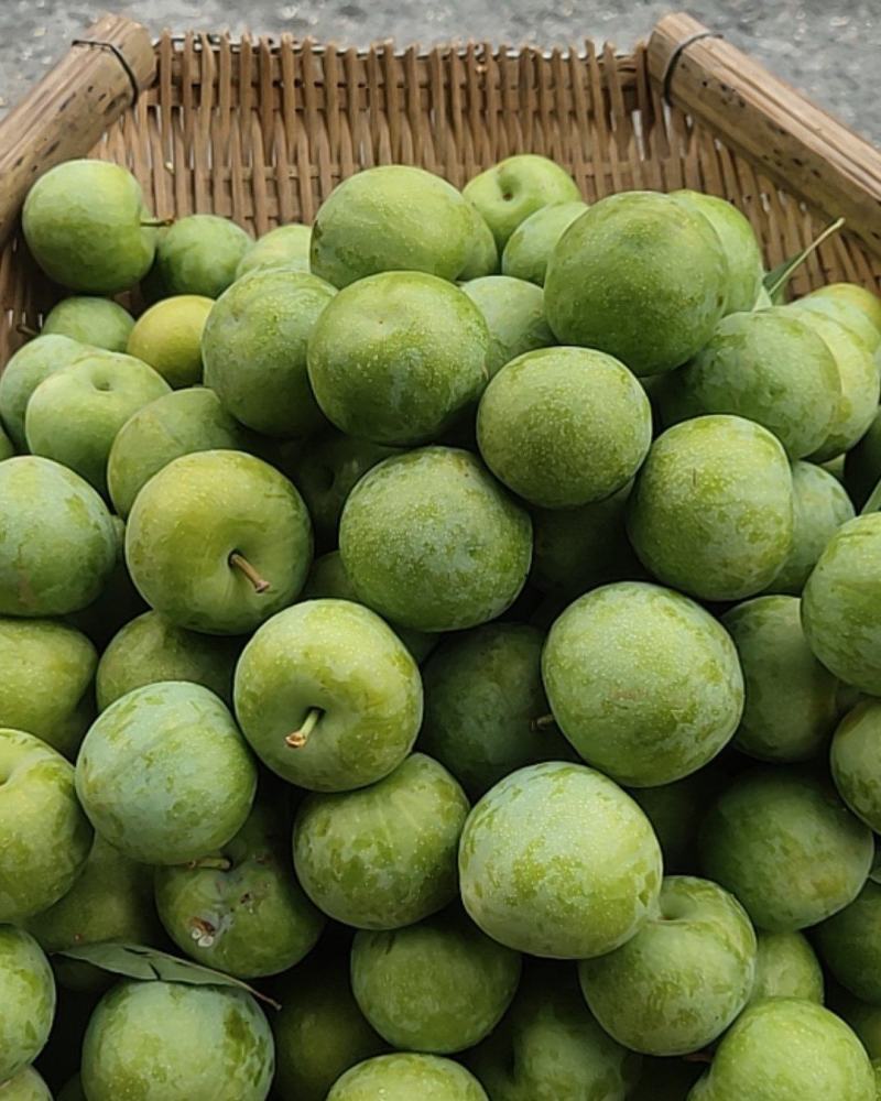 青脆李大量上市