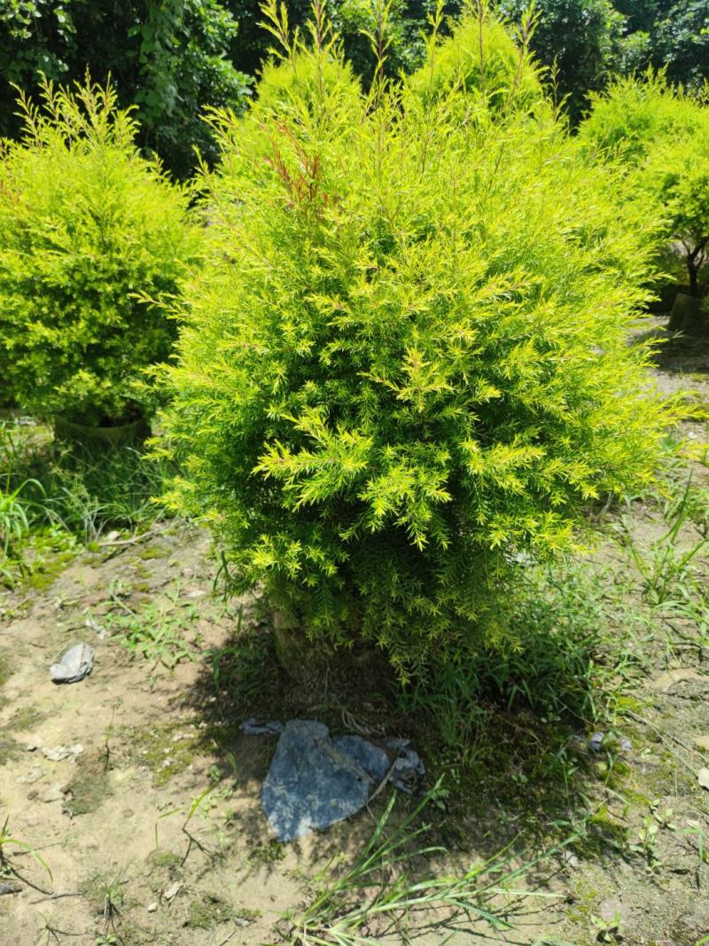 黄金香柳千层金黄金柳金叶串钱柳大量供应