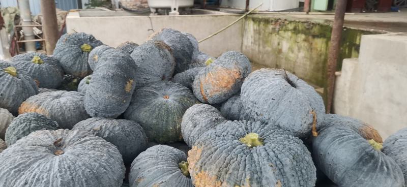 赖早丽赖可粒泰国进口品种癞子南瓜贝贝南瓜小南瓜