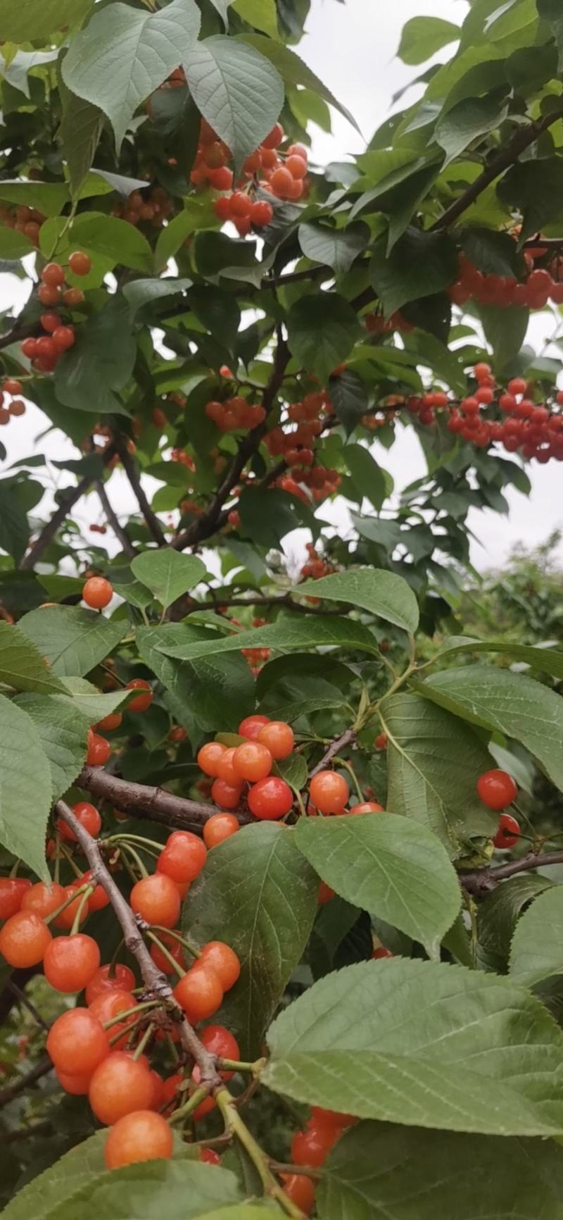 果园转让，拿到就赚钱哦，赶紧联系我吧，朋友们，