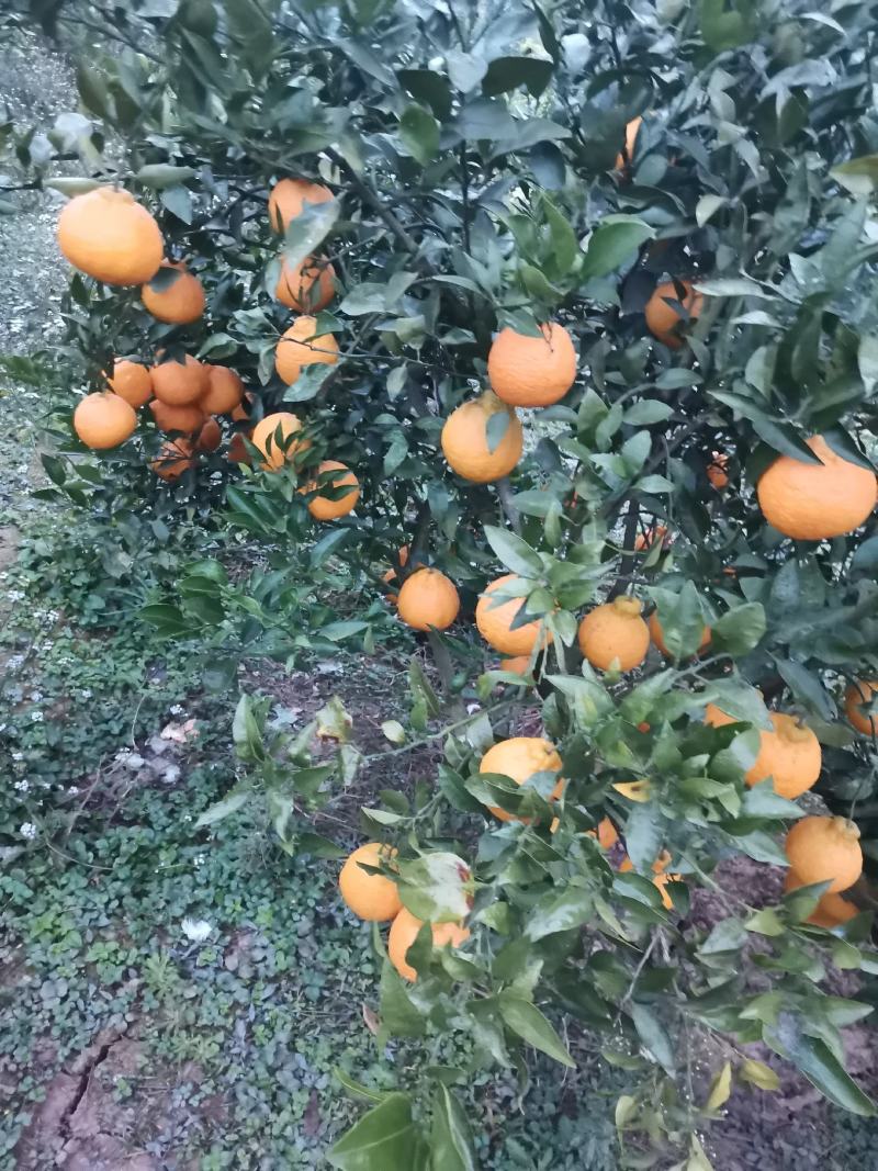果园转让，拿到就赚钱哦，赶紧联系我吧，朋友们，