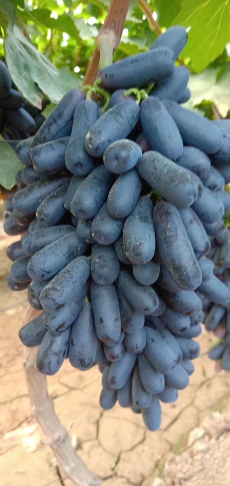 蓝宝石葡萄纸袋蓝宝石葡萄