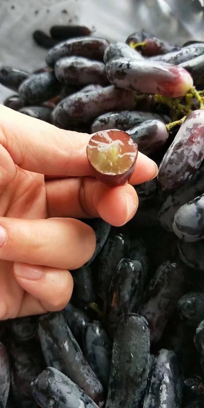 蓝宝石葡萄纸袋蓝宝石葡萄