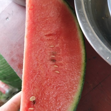 早春红玉口口脆口口爽爆炸瓜量大质优