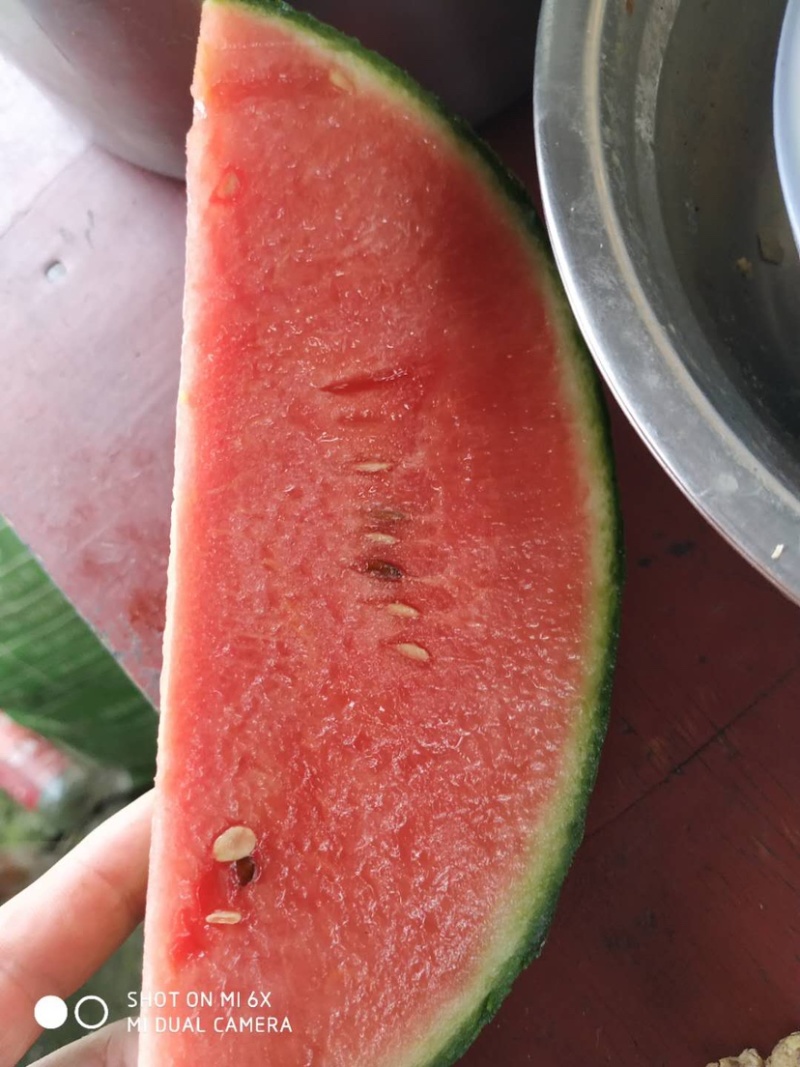 早春红玉口口脆口口爽爆炸瓜量大质优
