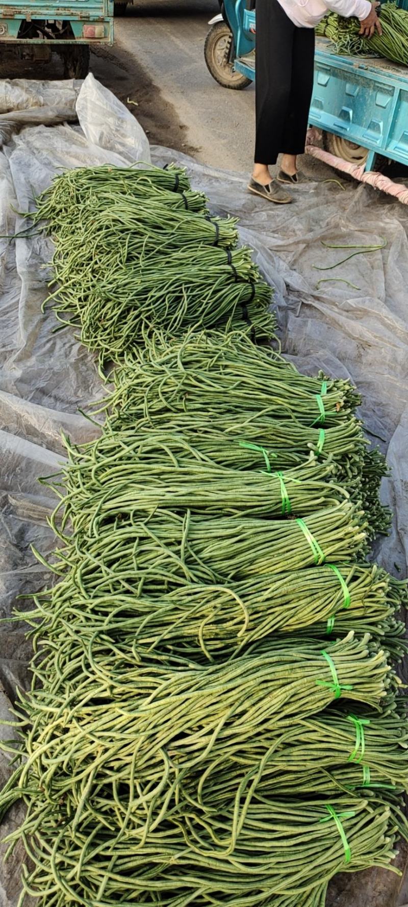 精品长豆角豇豆诚信代办价格美丽！！！！！