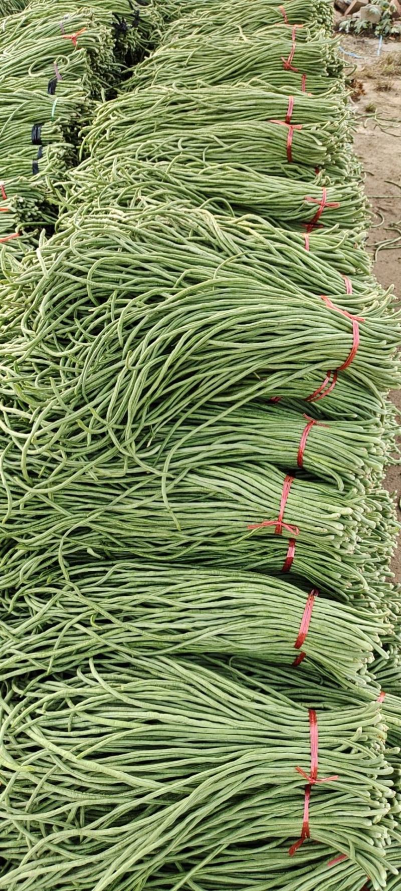 精品长豆角豇豆诚信代办价格美丽！！！！！