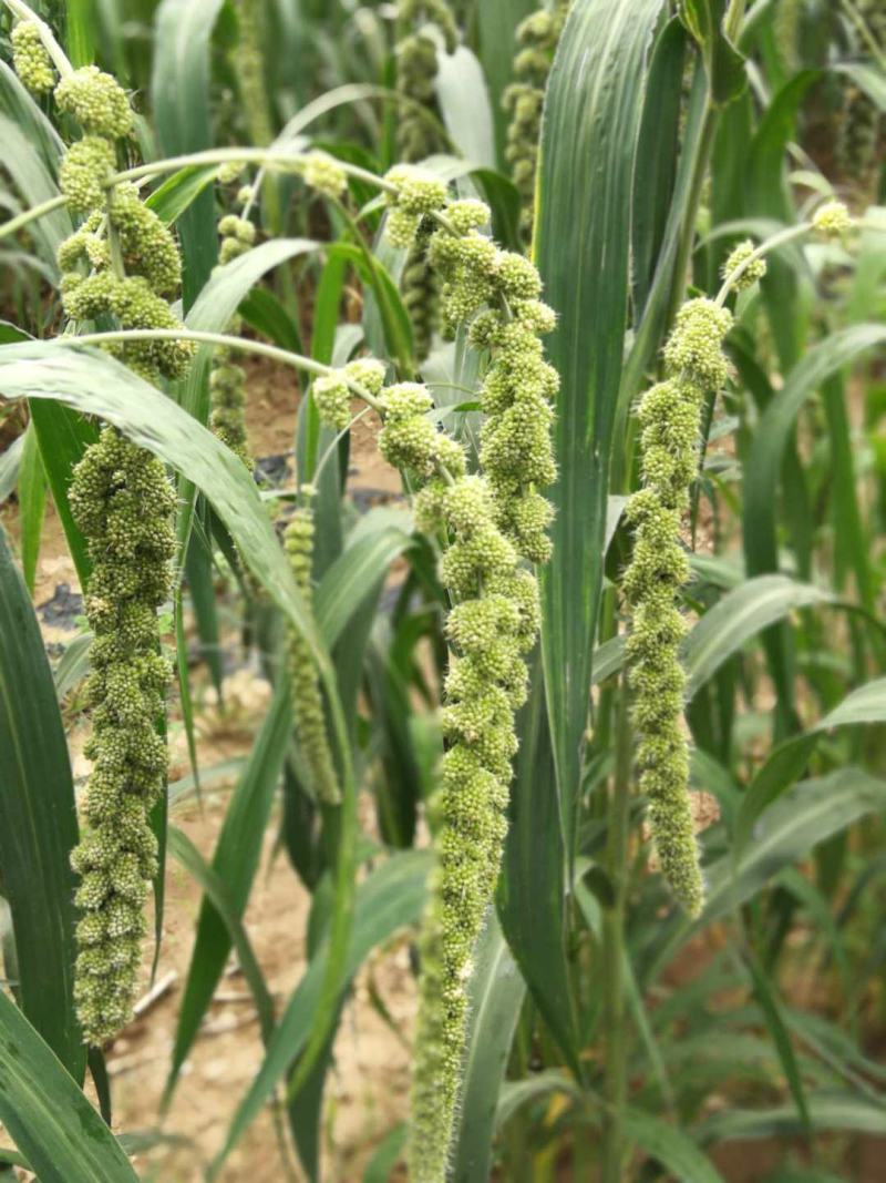 黑小米