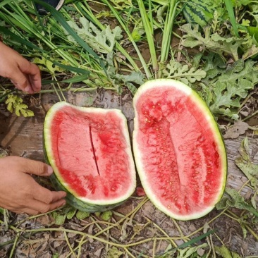 沙地西瓜