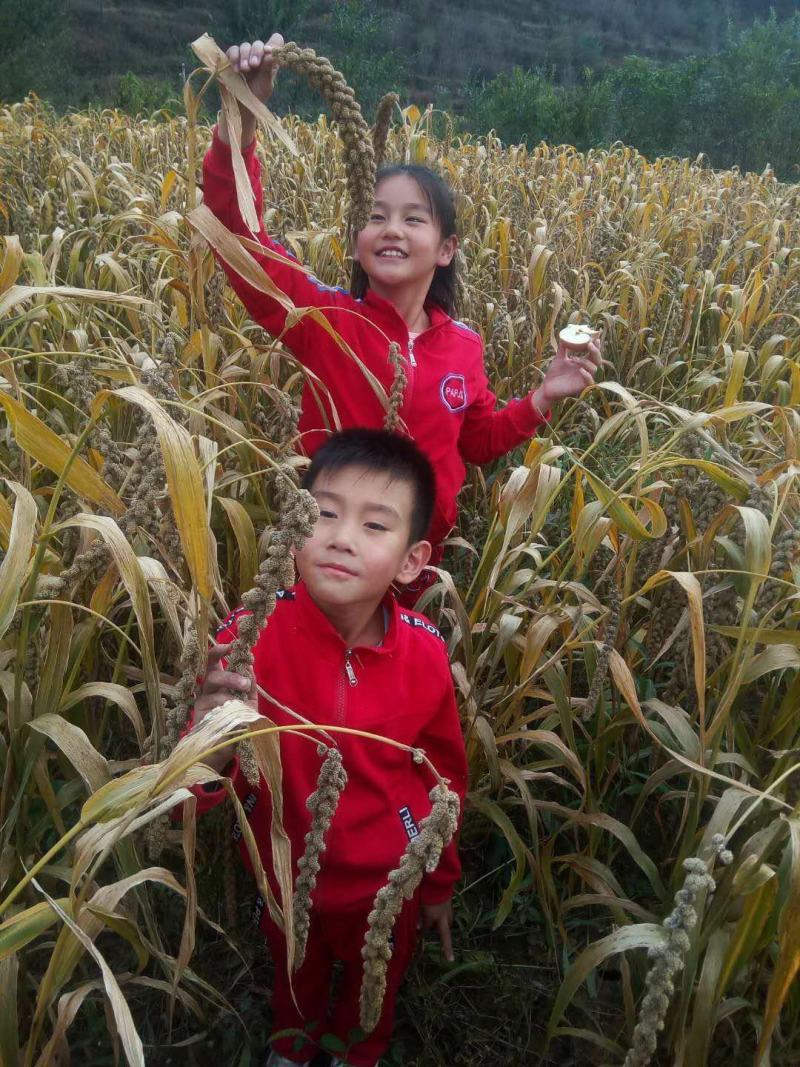 黑小米