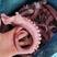 章鱼须，脆口章鱼足，八爪脚，爽脆弹牙，不添加任何防腐剂