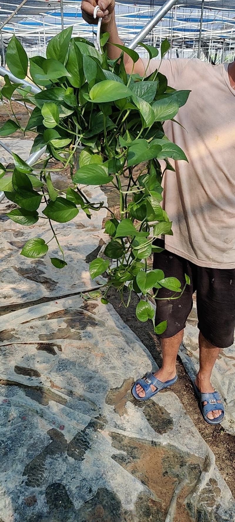 长藤白盆，红盆绿萝