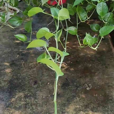 长藤白盆，红盆绿萝
