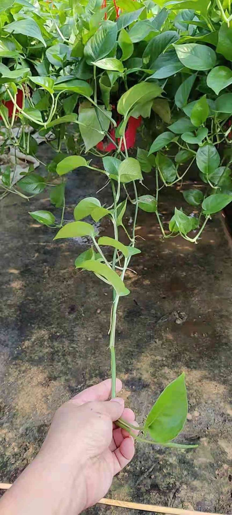 长藤白盆，红盆绿萝