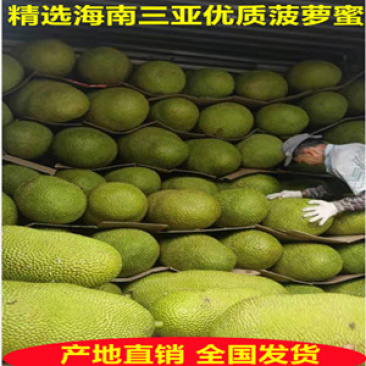 海南三亚菠萝蜜源头好货现摘现发价格优惠帮忙找回程车