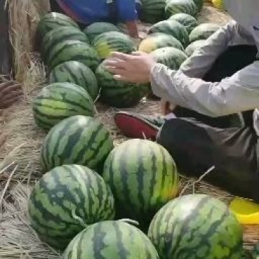 山东甜王西瓜，包熟，包没有生瓜，没有水精瓜，