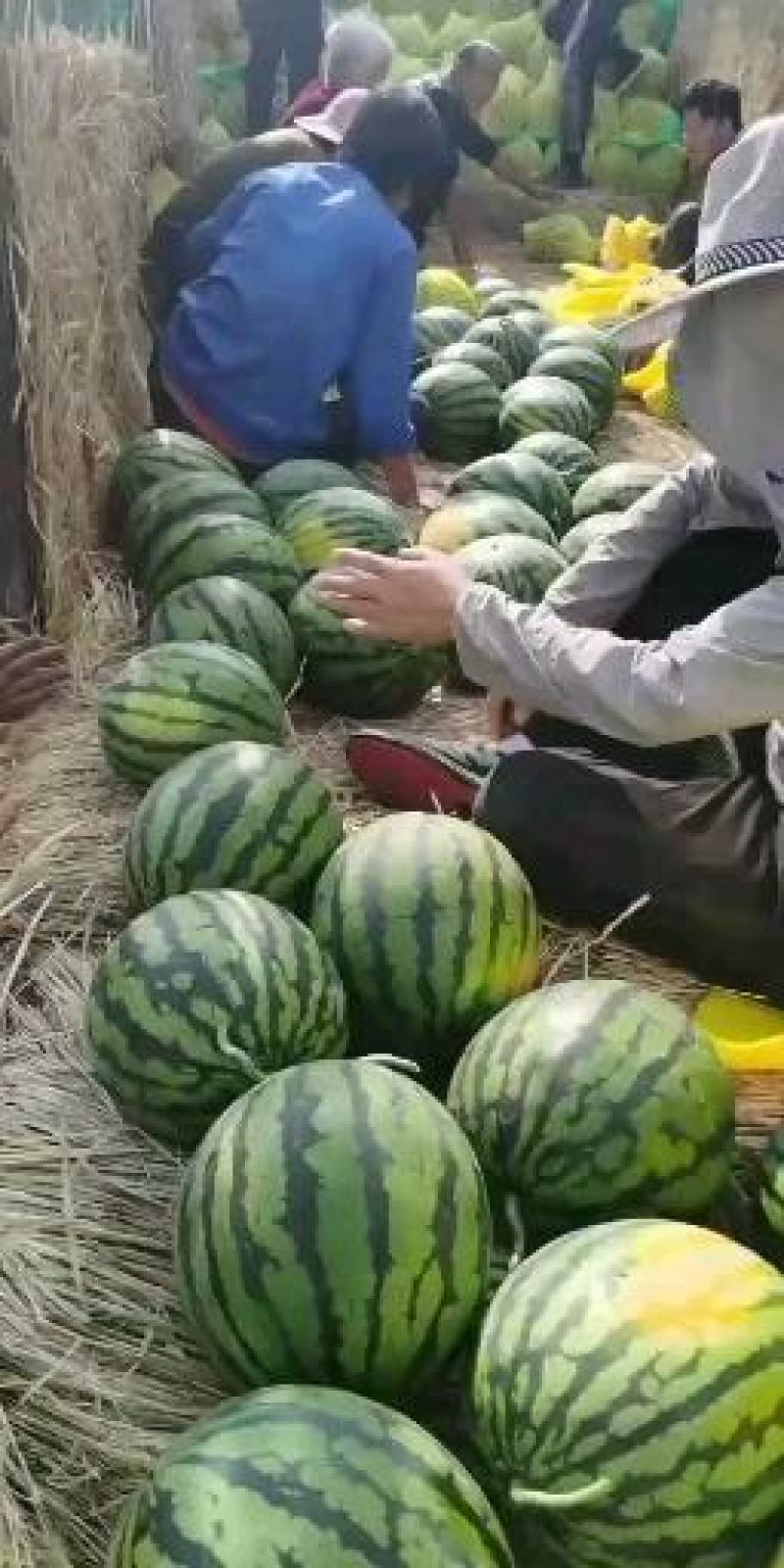 山东甜王西瓜，包熟，包没有生瓜，没有水精瓜，