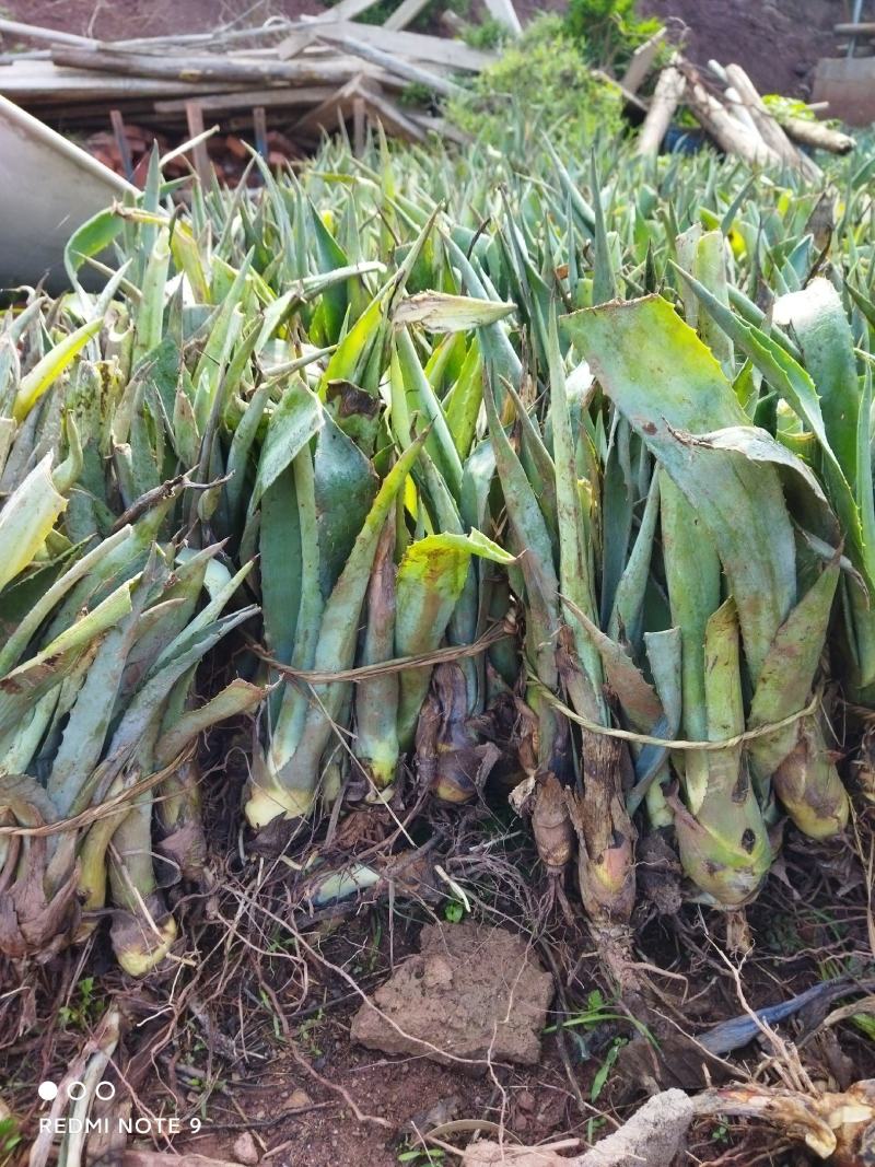 剑麻小苗1000000棵欢迎客户下单