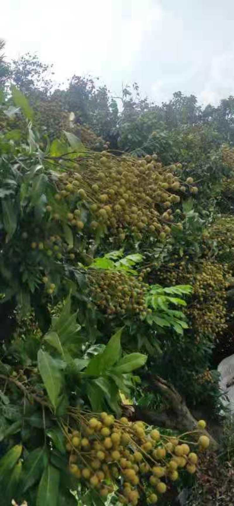 石硖龙眼