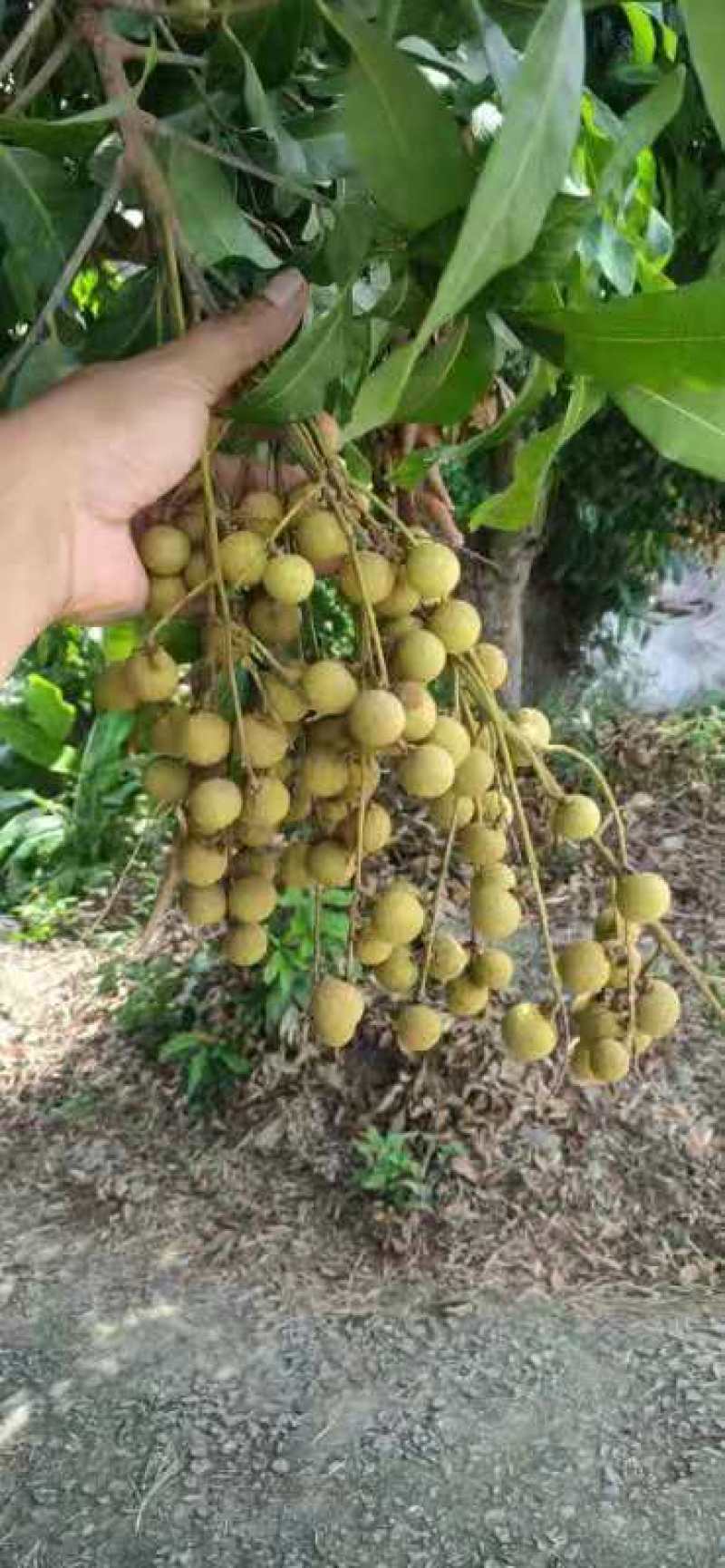 石硖龙眼