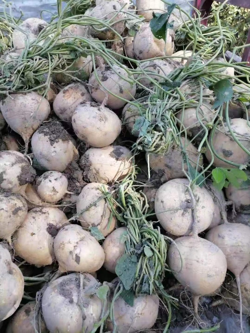豆薯