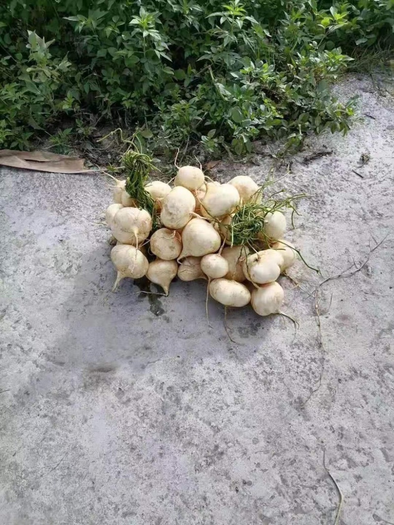 豆薯