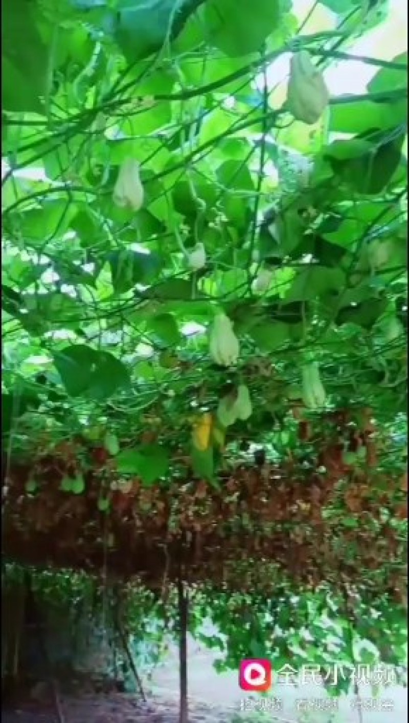 来自大山深处的佛手瓜，看上的老板联系