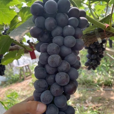 夏黑葡萄